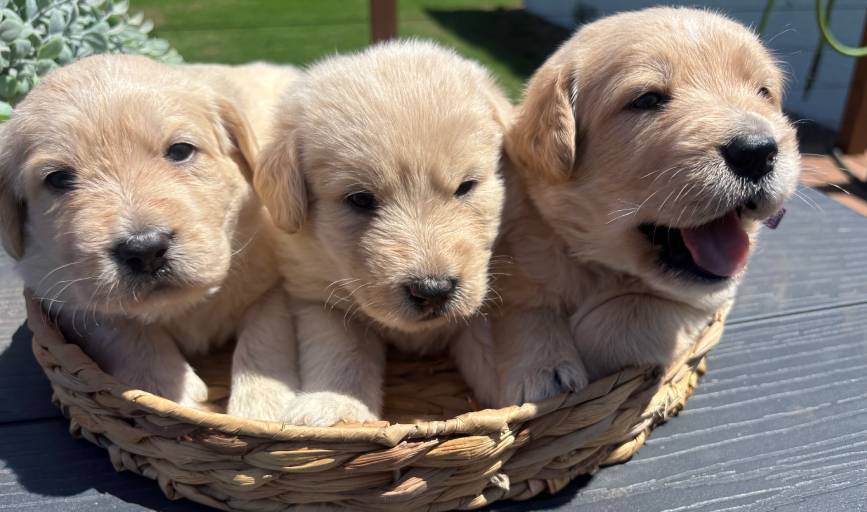 Labradoodle Puppies