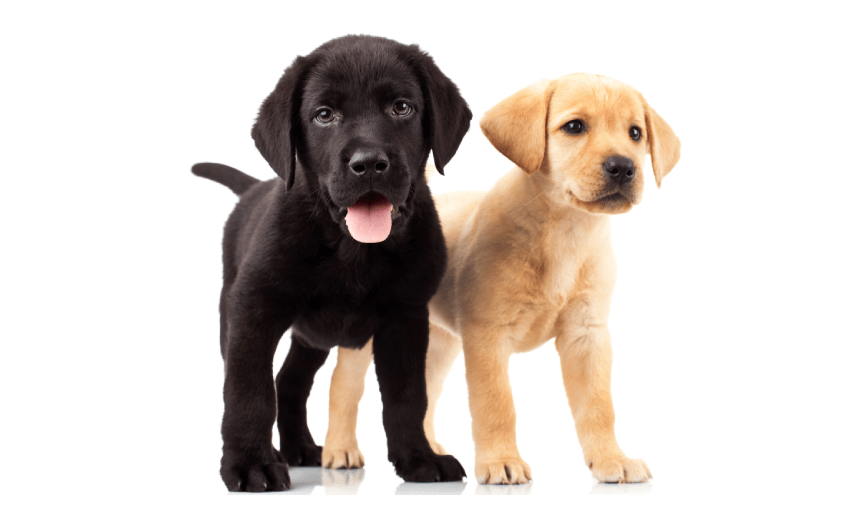Labrador Retriever Puppies
